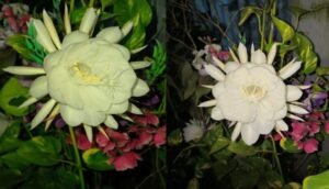 गेवरा
